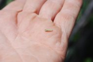 Leaf Miner Maggot