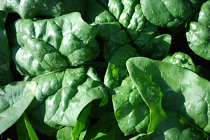 Growing Spinach—‘Nobel’
