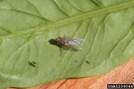 Leaf Miner Adult, a 1/4” (6.4 mm) Grey, Hairy Fly