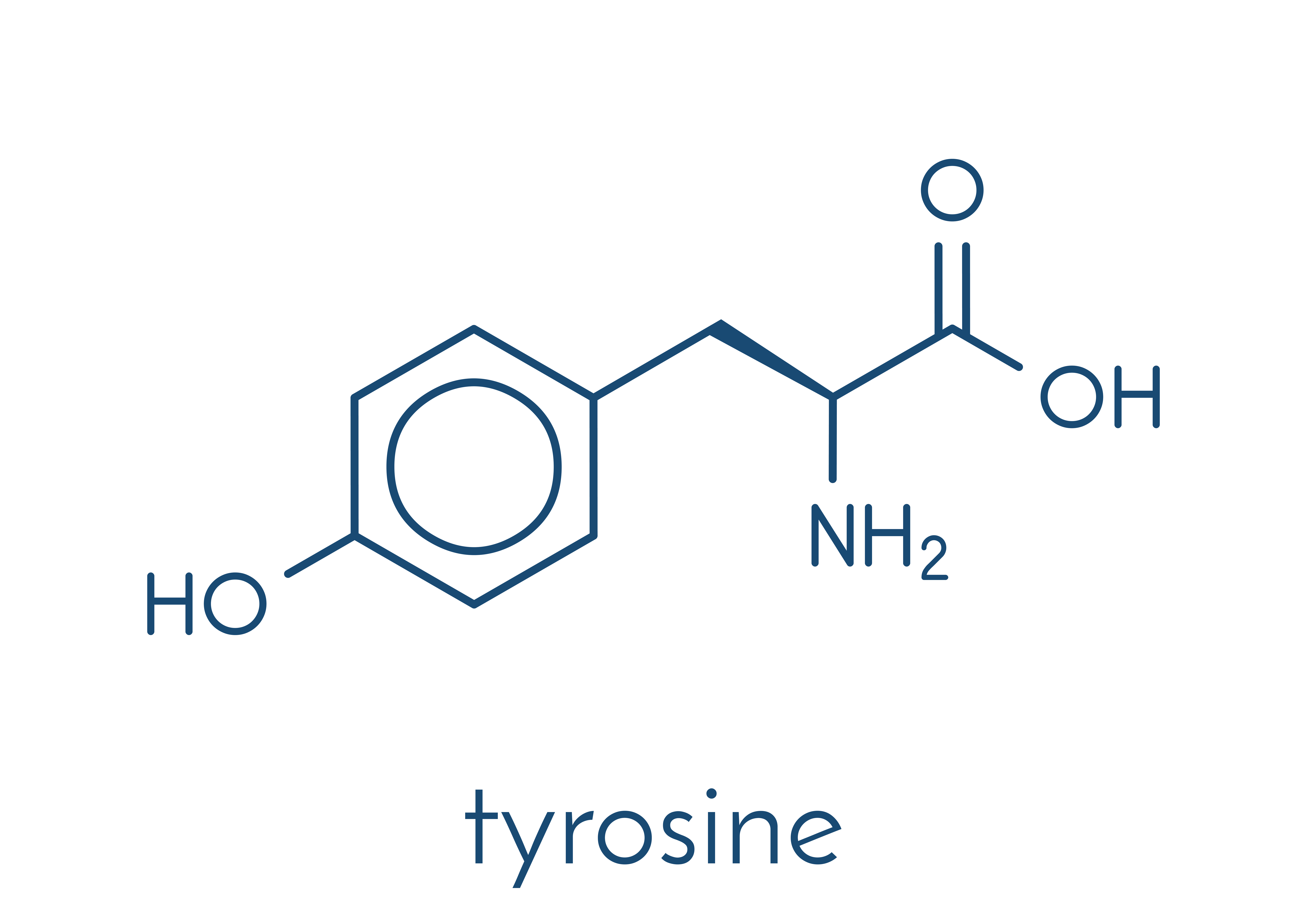 Tyrosine - amino acid important in neurotransmitters synthesis