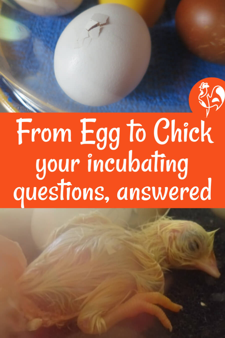 Incubating chicken eggs frequently asked questions - Pin for later.