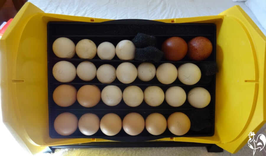 A mix of different chicken breed eggs set into my Octagon 20 incubator.