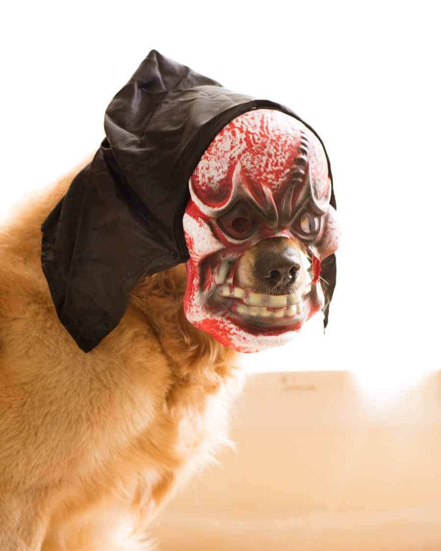 Dozer the golden retriever dog Halloween mask 2018