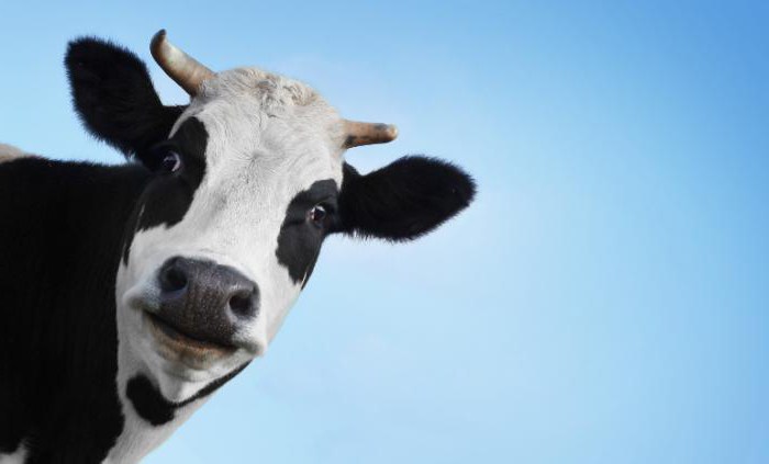 химический состав коровьего молока