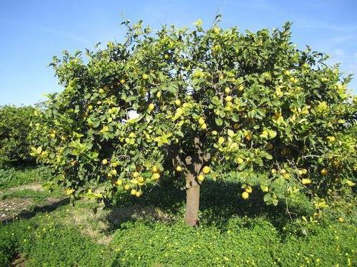 Где растут лимоны в какой стране