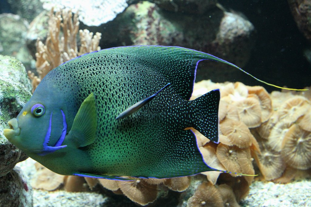 Какими были первые рыбы. Pomacanthus semicirculatus. Рыба настоящая. Рыбы девона. Рыбки настоящие.