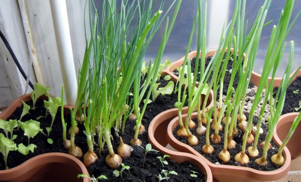 Выращивание лука на зелень в домашних условиях